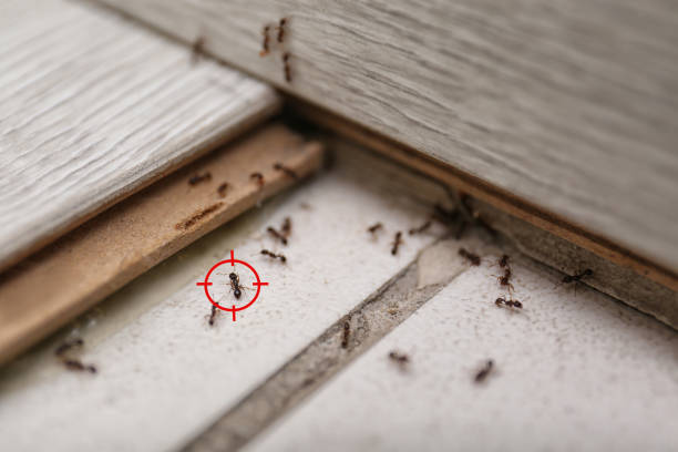 Best Commercial Pest Control Services  in El Campo, TX