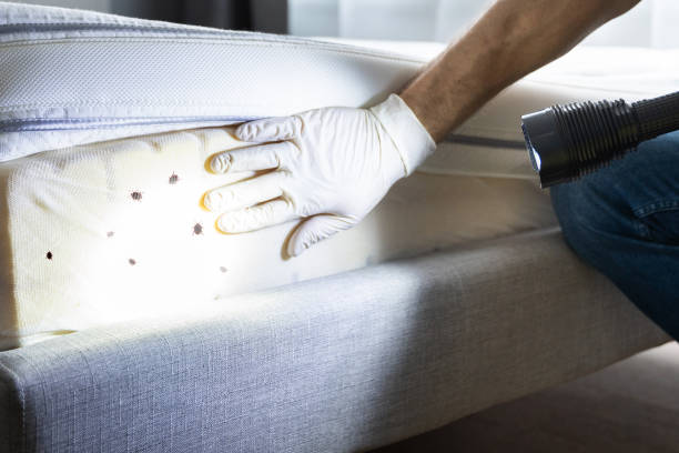 Best Bed Bug Extermination  in El Campo, TX